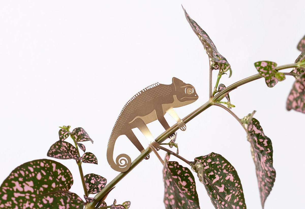 Plant Animals, Another studio