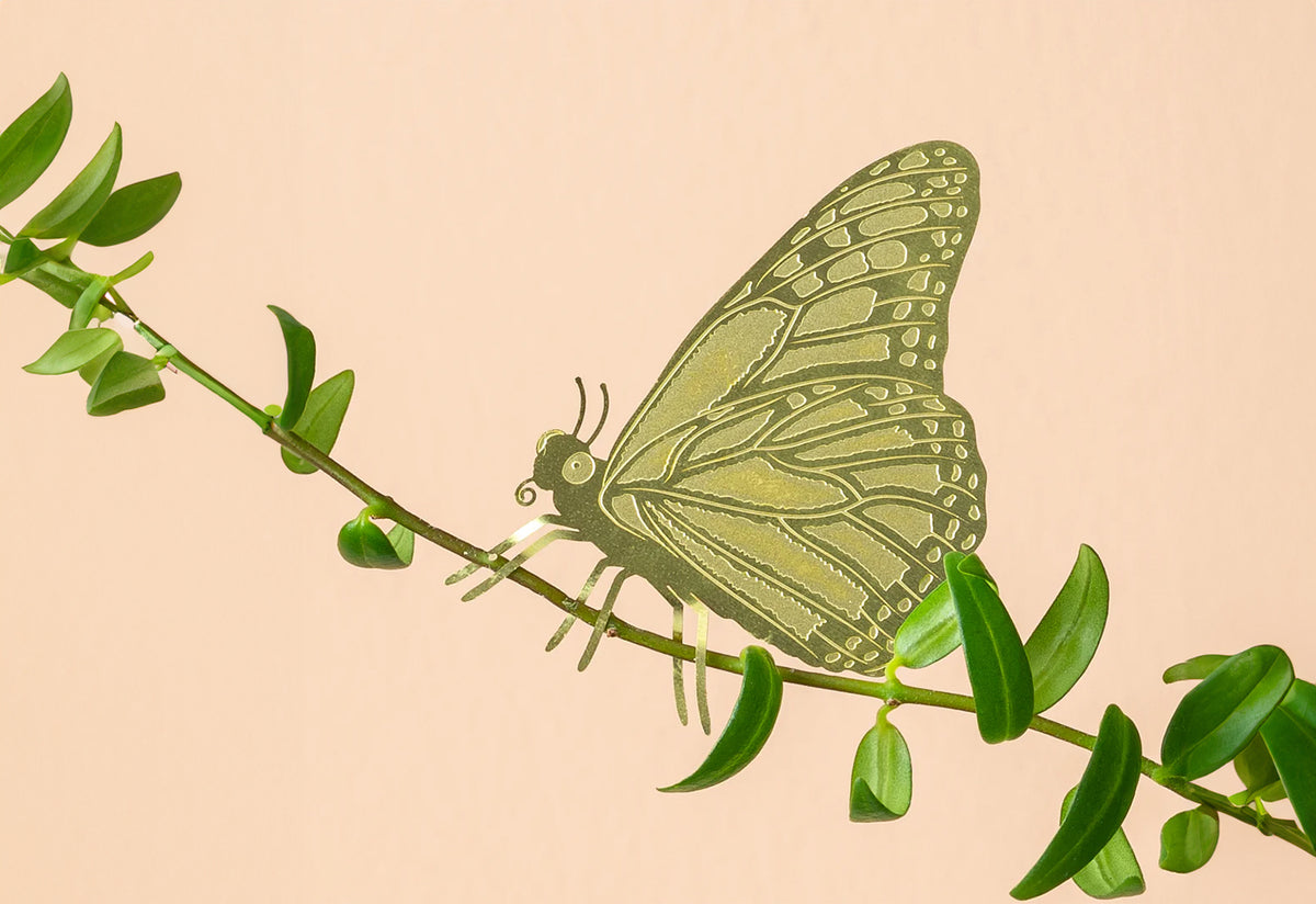 Plant Animals, Another studio