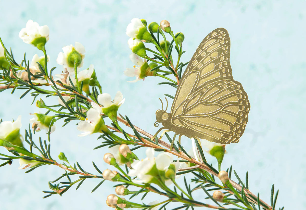 Plant Animals, Another studio
