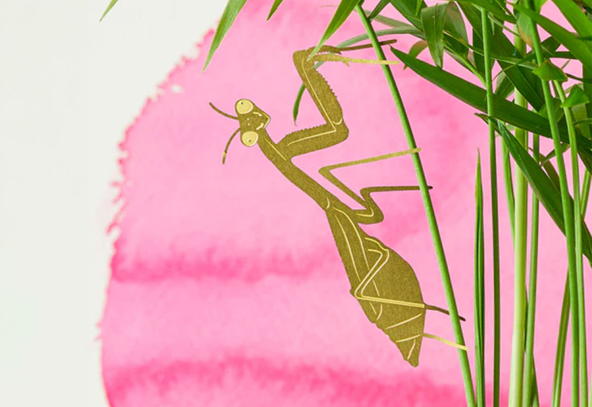 Plant Animals, Another studio
