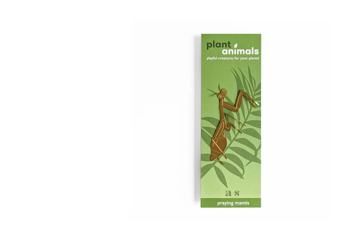 Plant Animals, Another studio