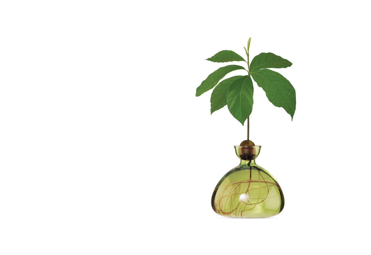 Avocado Vase, Ilex studio