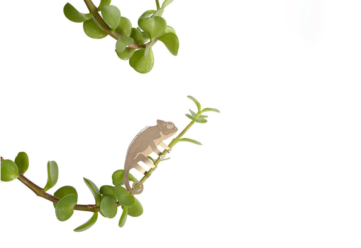 Plant Animals, Another studio