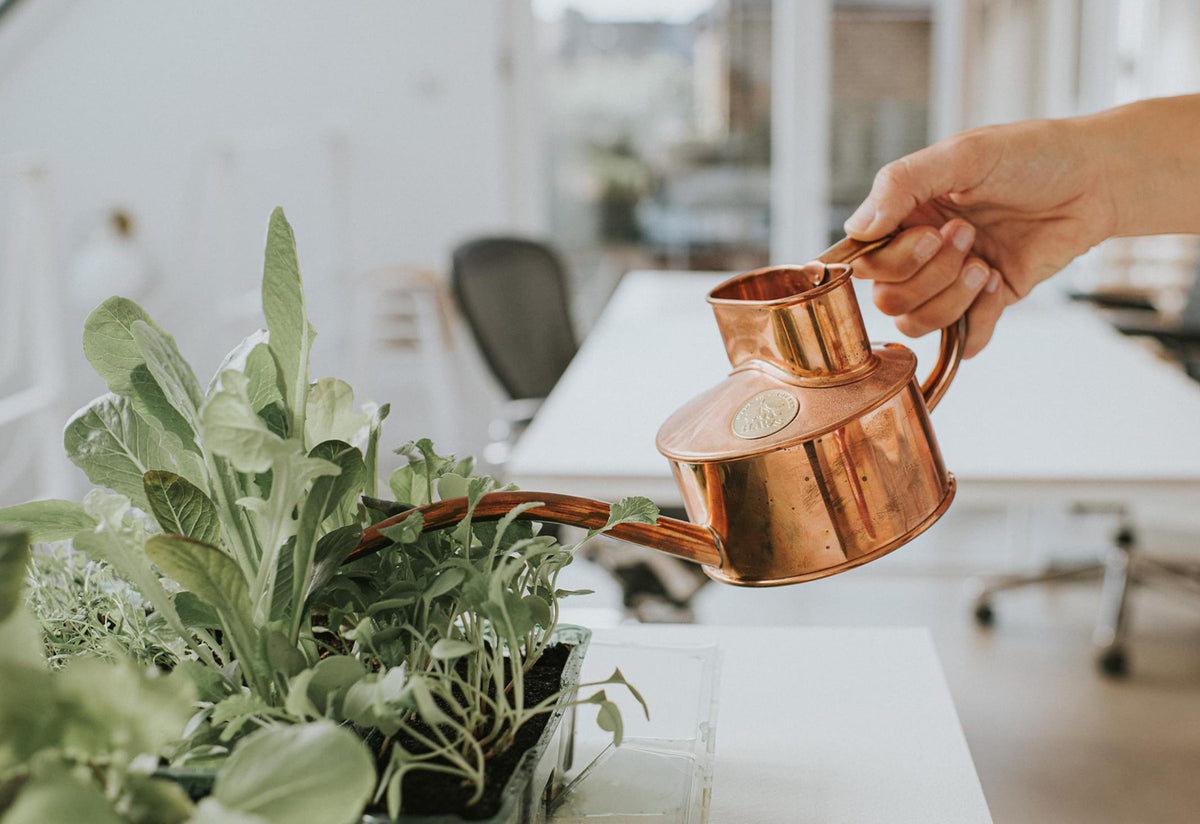 Fazeley Flow copper watering can, Haws