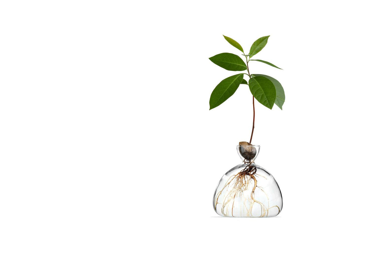 Avocado Vase, Ilex studio